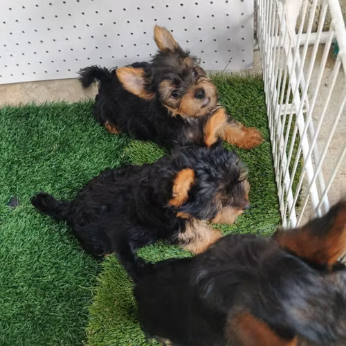 Perritos yorkie - Imagen 2