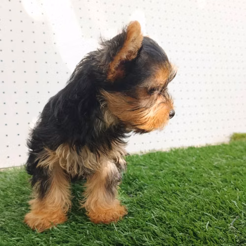 Perritos yorkie