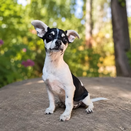 Chihuahua cabeza de manzana - Imagen 2