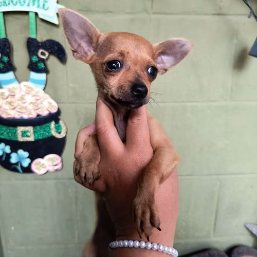 Chihuahua de bolsillo