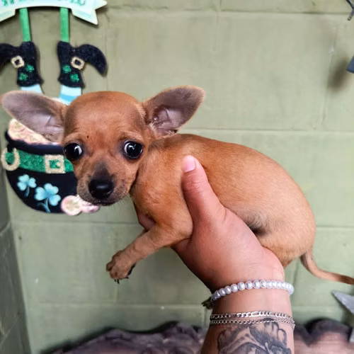 Chihuahua de bolsillo - Imagen 4