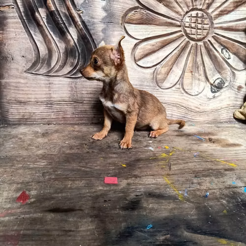 Chihuahua de bolsillo - Imagen 5