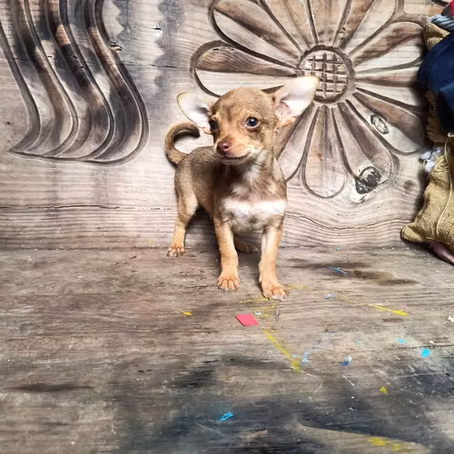 Chihuahua de bolsillo - Imagen 4