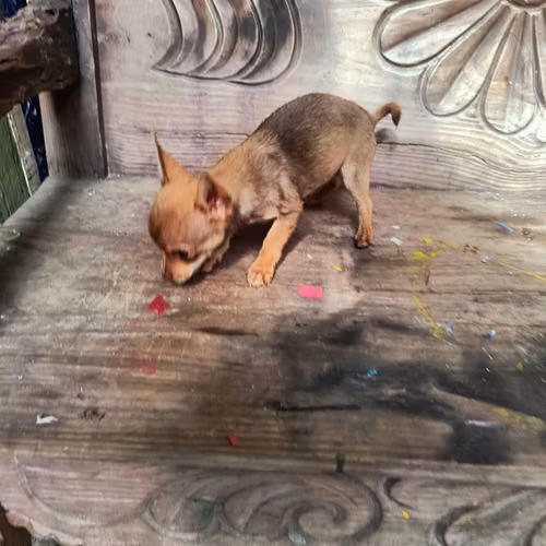 Chihuahua de bolsillo - Imagen 6