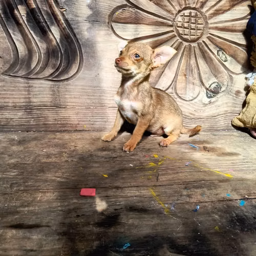 Chihuahua de bolsillo - Imagen 2
