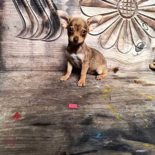 Chihuahua de bolsillo - Imagen 3