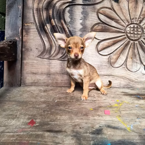 Chihuahua de bolsillo