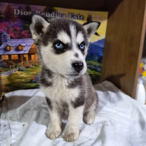 Husky - Imagen 4