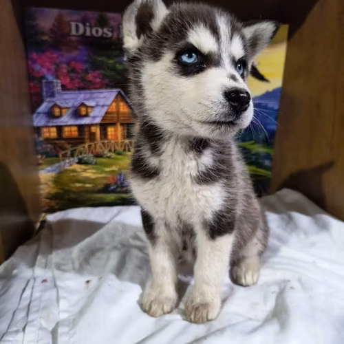Husky