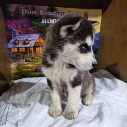 Husky - Imagen 5