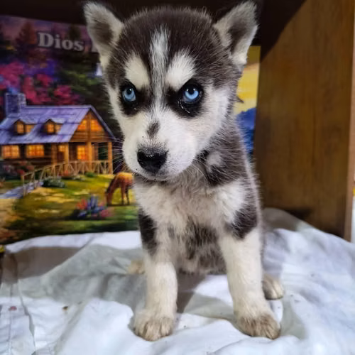 Husky - Imagen 3