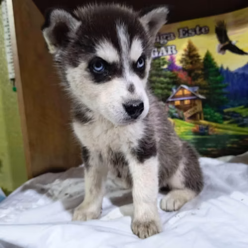Husky - Imagen 2