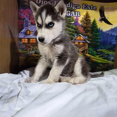 Husky siberiano - Imagen 3
