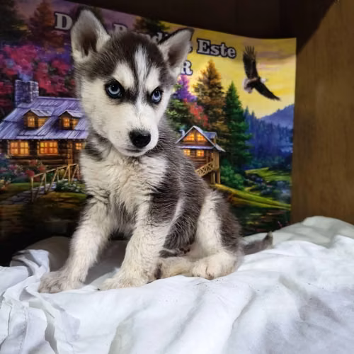 Husky siberiano - Imagen 5