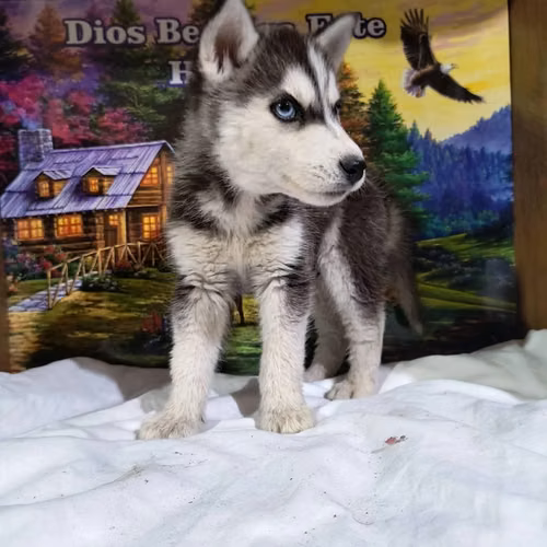 Husky siberiano