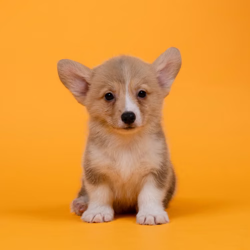Corgi Pembroke