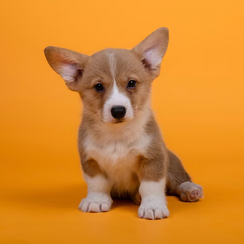 Corgi Pembroke