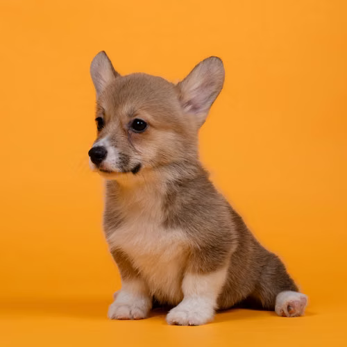 Corgi Pembroke