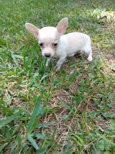 Chihuahua de bolsillo - Imagen 2