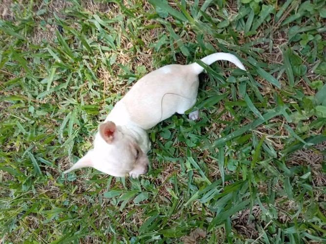 Chihuahua de bolsillo - Imagen 4