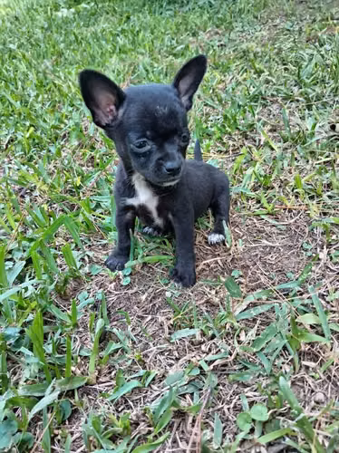 Chihuahua de bolsillo - Imagen 3