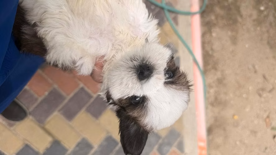 Perrito Shitzu - Imagen 2