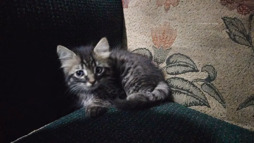 Hermosos Angoras