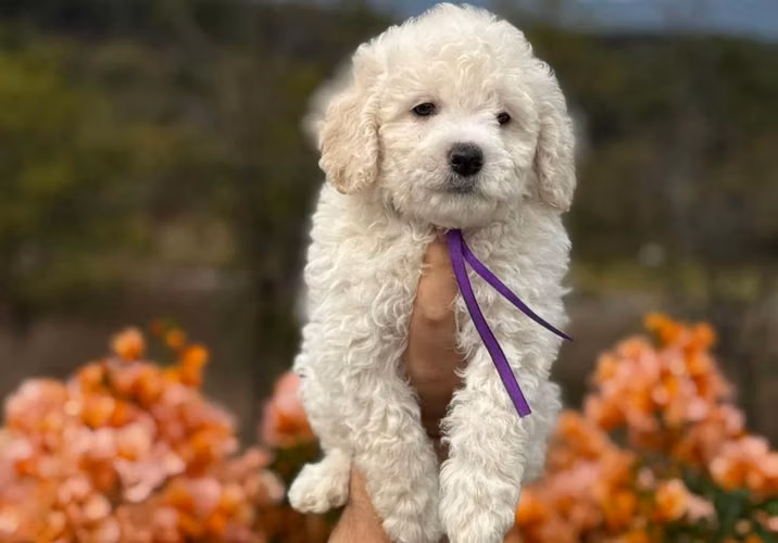 French Poodle Mini - Imagen 6