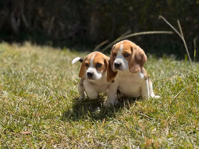 Beagle