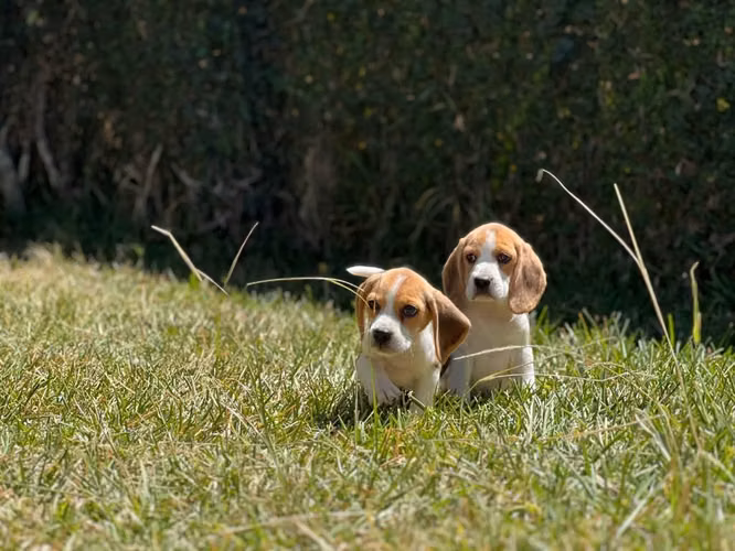 Beagle
