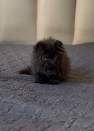 Gatos Persa