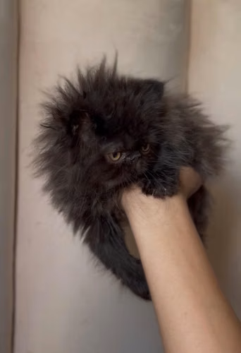 Gatos Persa