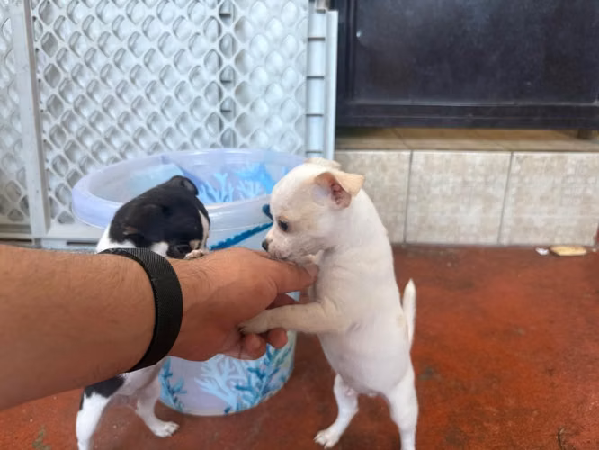 Chihuahuas Manzanita