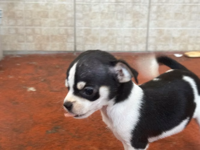 Chihuahuas Manzanita