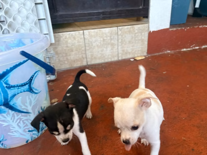 Chihuahuas Manzanita