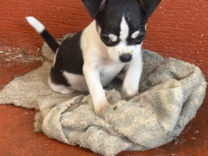 Chihuahuas Manzanita