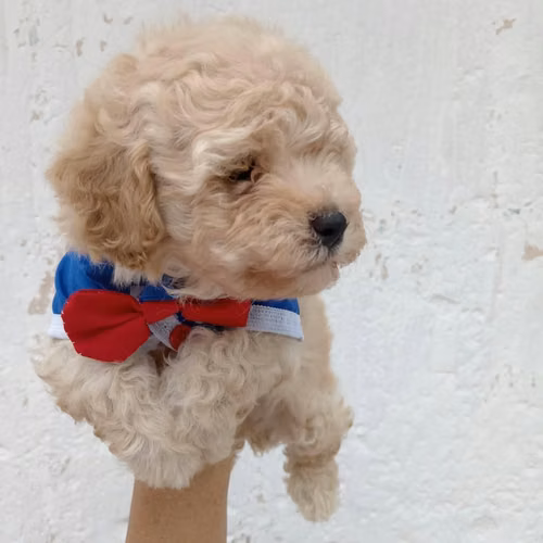 French Mini Toy Macho