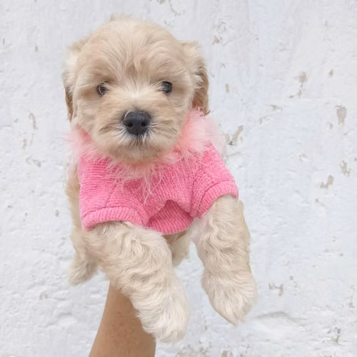 Cachorra Frenchs Minitoy - Imagen 2