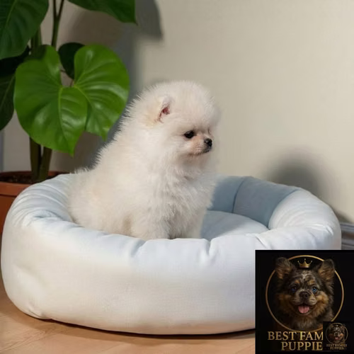 Cachorro Pomerania Premium