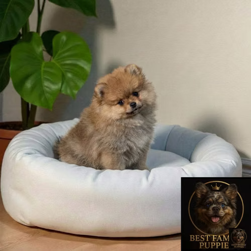 Cachorro Pomerania Premium