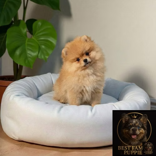 Cachorro Pomerania Premium