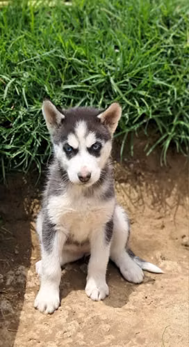 Hosky
