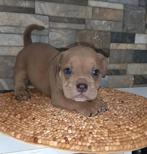 Hermosos cachorros American Bully - Imagen 2