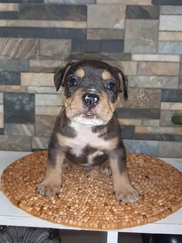Hermosos cachorros American Bully - Imagen 6
