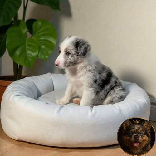 Border Collie Merle