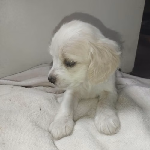 Vendo cachorro coker