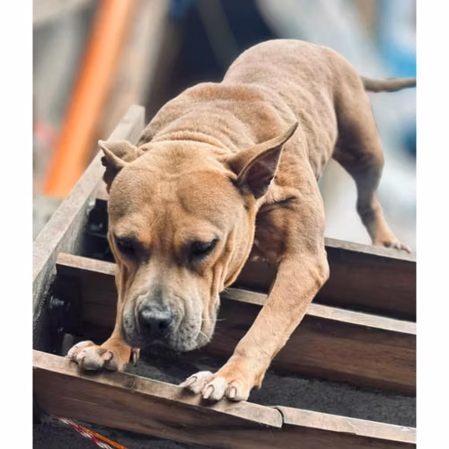 Perrita pitbull - Imagen 2