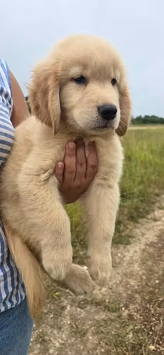 Cachorros Golden Retriever - Imagen 2