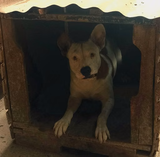Perro Bullboxer Pit
