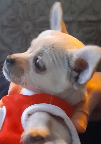 Chihuahua cabeza de manzana